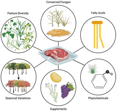 Attention to the Details: How Variations in U.S. Grass-Fed Cattle-Feed Supplementation and Finishing Date Influence Human Health